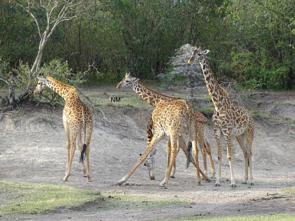 Giraffe licking salt