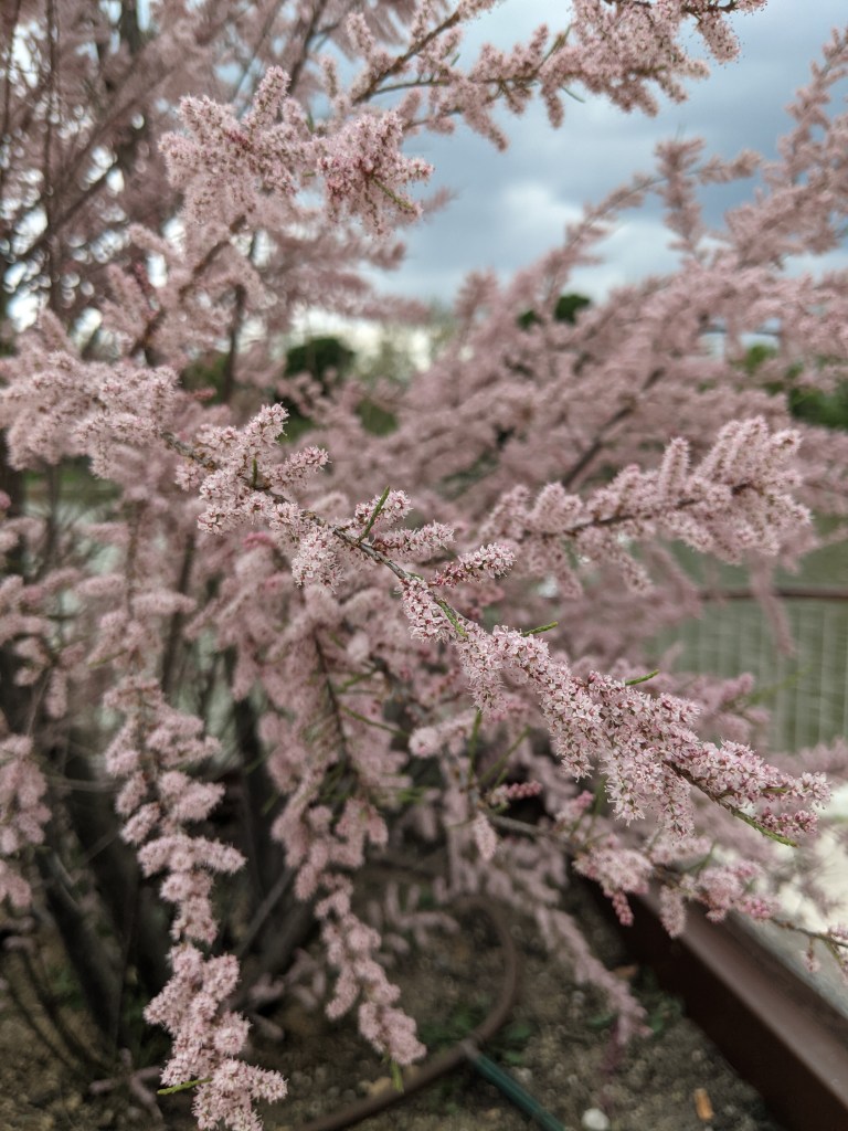 Flowers at Cast de Campo